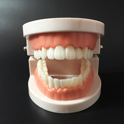 Pro White Adult Standard Dental Teaching Study Typodont Demonstration Tool Teeth Model ► Photo 1/6