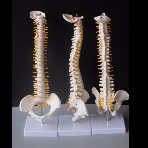 45CM Human Spine with Pelvic Model Human Anatomical Anatomy Spine Medical Model spinal column model+Stand Fexible ► Photo 1/6
