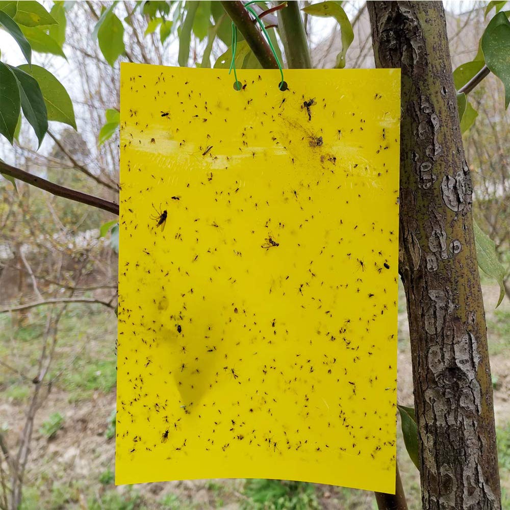 https://alitools.io/en/showcase/image?url=https%3A%2F%2Fae01.alicdn.com%2Fkf%2FHTB1wXmNaVY7gK0jSZKzq6yikpXa4%2F20Pcs-Sticky-Insect-Traps-Board-Cockroaches-Ant-Mosquito-Glue-Pest-Fly-Trap-Flying-Insect-Traps-Catcher.jpg