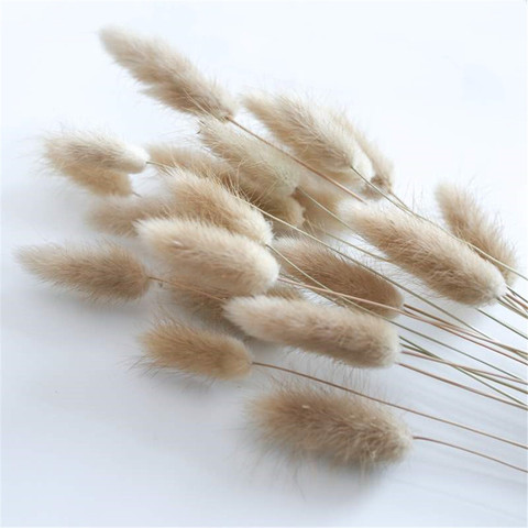 50Pcs/lot Natural Dried Flowers Lagurus Ovatus raw color Rabbit Tail Grass Bunch Real Flower Bouquet for Home Wedding Decoration ► Photo 1/5