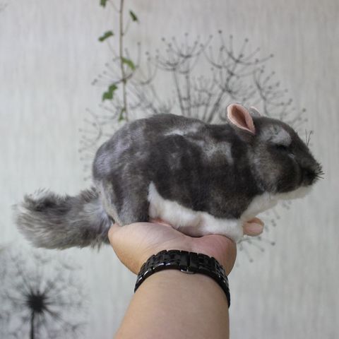 Kawaii Simulation Chinchillidae Plush Toys Mini Chinchillas Plush Dolls Simulation Mouse Stuffed Toys For Kids Free Shipping ► Photo 1/5