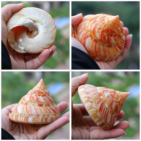 Orange Tower Sea Snail Green Natural Shell Conch Fish Crab Decoration Landscape Gifts Specimens Shellfish Tank Hermit Shell T9V4 ► Photo 1/6
