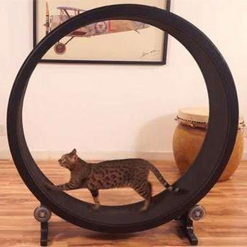 High-end pet cat treadmill, cat roller pulley treadmill ► Photo 1/5