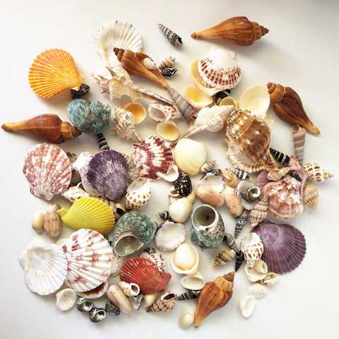 Approx 100g Aquarium Beach Nautical DIY Shells Mixed Bulk Sea Shell Fash&$i