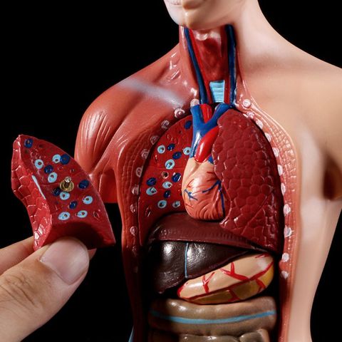 2022 NEW Human Torso Body Model Anatomy Anatomical Medical Internal Organs For Teaching ► Photo 1/6