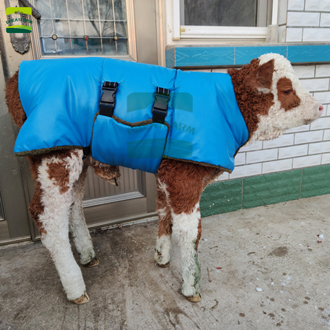 Thickened velvet calf vest belly protection coat windproof calf vest waterproof cold warm clothing livestock breeding supplies ► Photo 1/6