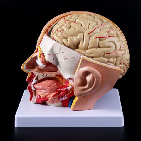 Human Anatomy Head Skull Brain Cerebral Artery Anatomical Model For Teaching ► Photo 1/6