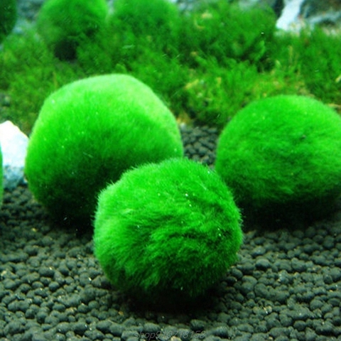 Artificial Moss Ball Fish Tank Aquarium Decor Ornament 2.5-4.5cm Natural Plants  J21 21 Dropshipping ► Photo 1/6