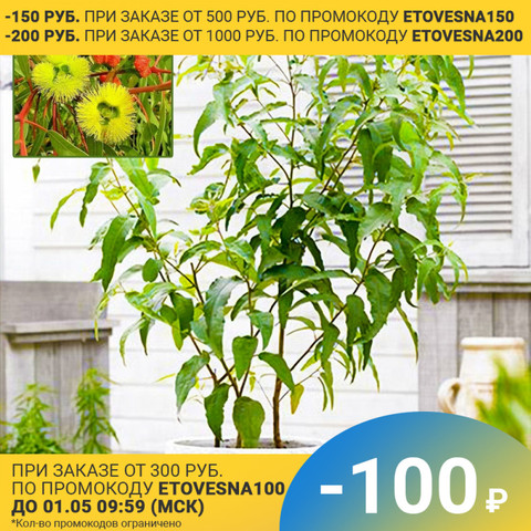 Eucalyptus lemon indoor seeds (10 pcs) indoor plant seeds exotic plant seeds ► Photo 1/5