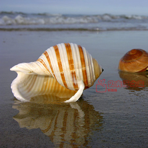 Natural Shell Sea Conch Snail Fish Tank Aquarium Decorations Roll Shellfish Breeding Shell  Micro-landscape Succulent Flower Pot ► Photo 1/6