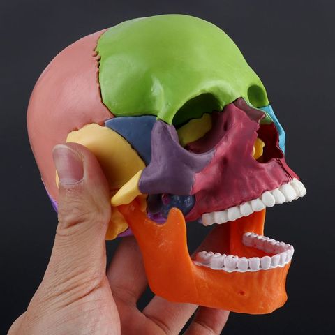 15pcs/set 4D Disassembled Skull Anatomical Model Detachable Medical Teaching Tool 95AD ► Photo 1/6