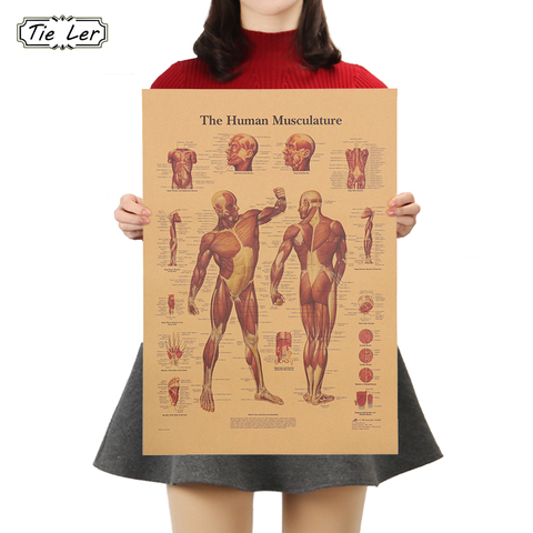 TIE LER The Human Body Muscle Kraft Paper Poster Vintage Style Wall Sticker Home Bar Cafe Classroom Decor Painting 42x30cm ► Photo 1/6