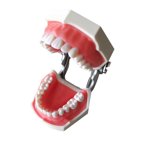 Dental tooth model dental model oral teaching resin tooth With 28 Removable Teeth Dentistry material for study model orthodontic ► Photo 1/6