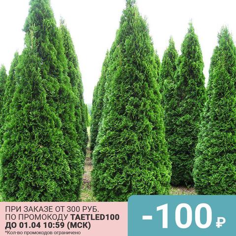 Tuya Western seeds 50 PCs ► Photo 1/5