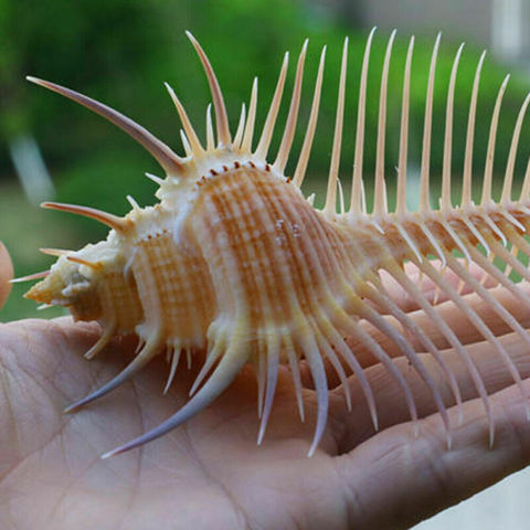 Extremely Rare 14-16cm Natural Large Conch Shells, Floor