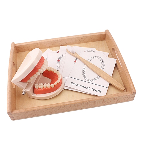 Montessori Teaching Aids Tooth Toy Simulated Teeth Brushing Toy with Cards Practice Life Skill Toys Tooth Brush with Wooden Tray ► Photo 1/6