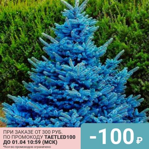 Fir blue seeds 50 PCs ► Photo 1/4