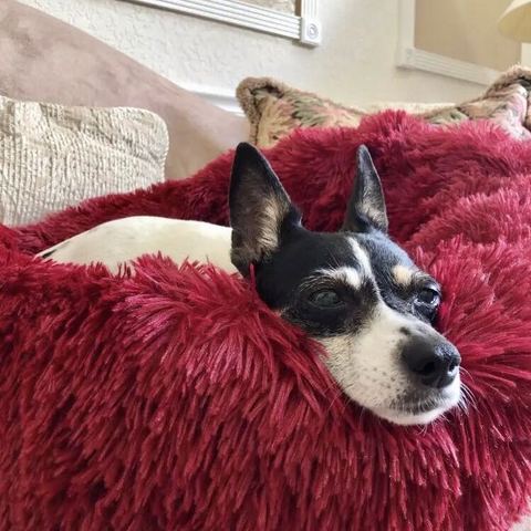 Dog & Cat Long Plush Pet Bed Calming Beds - Ultra-soft Pets Basket Kennel Dog Round Cat Winter Cushion Warm Sleeping Bag Mat ► Photo 1/6
