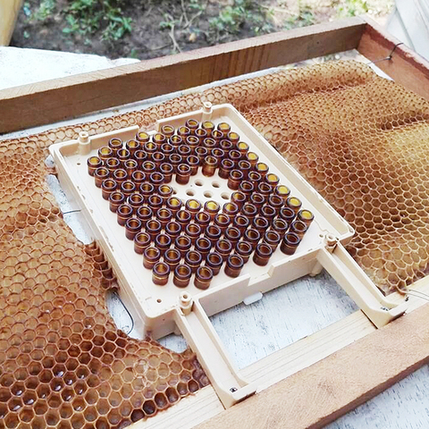 Karl Jenter Queen Rearing Larva Education Starter Full Set for Beekeeping Jenter Queen Rearing Kit for Bee Breeding ► Photo 1/6