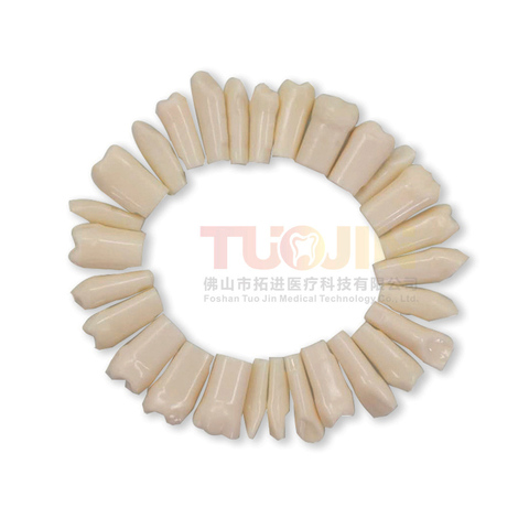 free shipping  Dental resin tooth model  Dental Material Plastic Teeth Teaching Model dentistry therapy product ► Photo 1/6