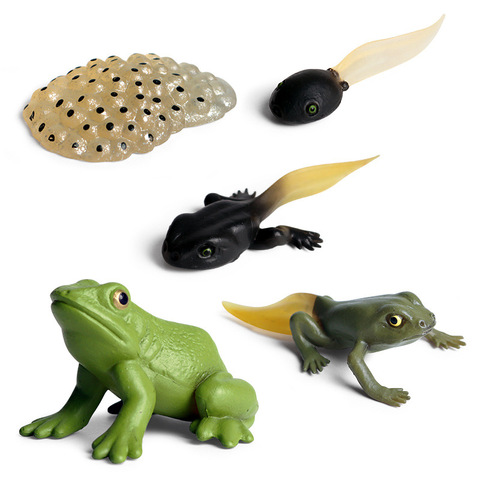 Simulation Animal Insects Marine life Model Action Mini Frog Growth Cycle Animal PVC Toy Figures Teaching Material Kid Baby Gift ► Photo 1/6