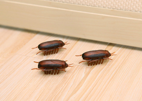 Battery-Powered Cockroach & Mouse Toy For Cats, Electronic Cockroach, Fun Cat Toy ► Photo 1/6