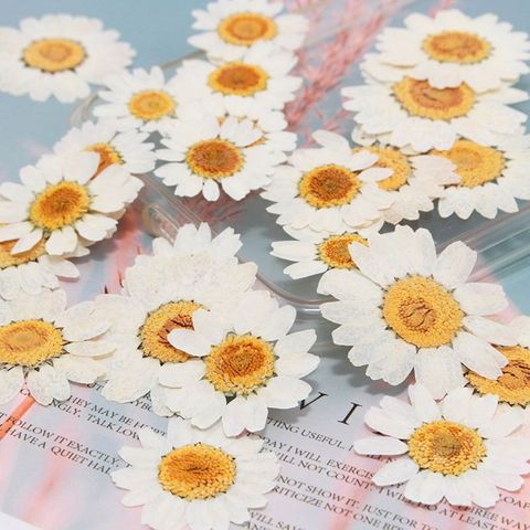 100Pcs Real Natural Dried Pressed Flowers White Daisy Pressed Flower for Resin Jewelry Nail Stickers Makeup Art Crafts ► Photo 1/6