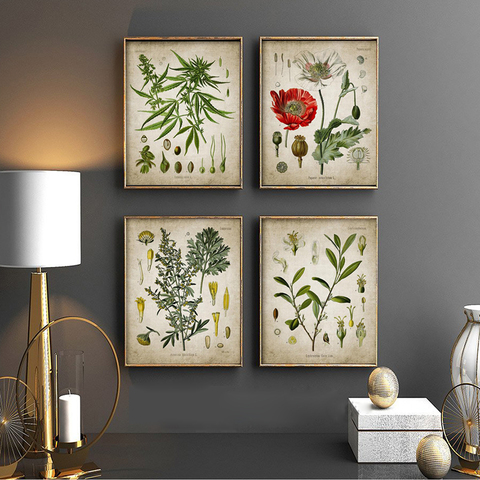 Vintage Botanical Posters Poppy Coca Recreational Drug Plant Wall Art Canvas Prints Pharmacy Decoration Painting Medical Gift ► Photo 1/6