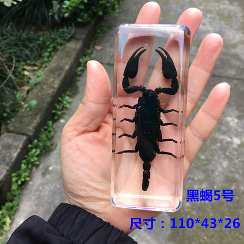 Black Scorpion Yellow Scorpion Resin whip scorpion amber true insect parts insect King Scorpion ► Photo 1/6