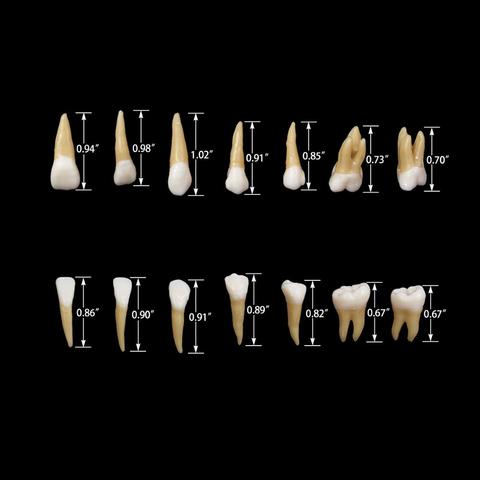 Adult teeth model (28pcs/pack) 1:1 M7021Dental model dental model dental model dental model oral teaching ► Photo 1/6