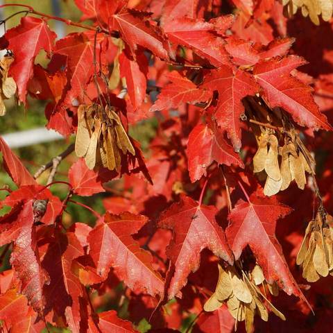 Riverine maple Ginnal SEEDS 10 PCS ► Photo 1/2