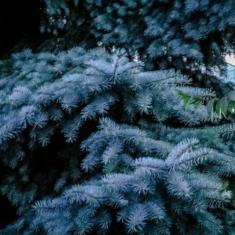 Blue spruce SEEDS 30+ PCS ► Photo 1/2