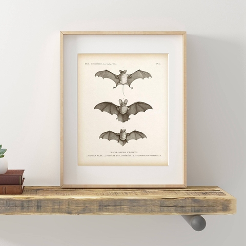 Vintage Bat Print Halloween Wall Art Canvas Painting Antique Bat Animal Poster Wall Picture for Living Room Home Decoration ► Photo 1/6