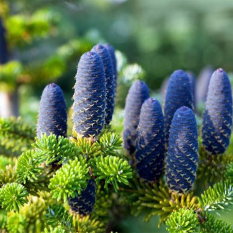 Nordman fir seeds 20 PCs ► Photo 1/2