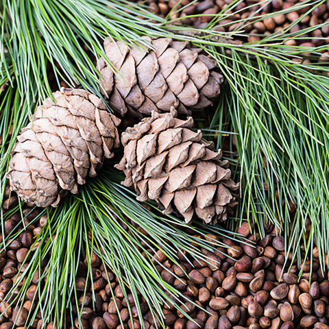 Cedar seeds pine cedar Siberian nuts 20 PCs seeds of trees and shrubs coniferous seeds ► Photo 1/5