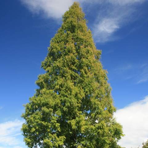 Metasequoia seeds 50+ PCs ► Photo 1/2