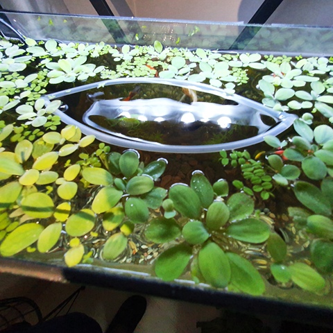 Silicon separator for floating Plant aquarium equipment 20 cm 3 pieces very useful ► Photo 1/6