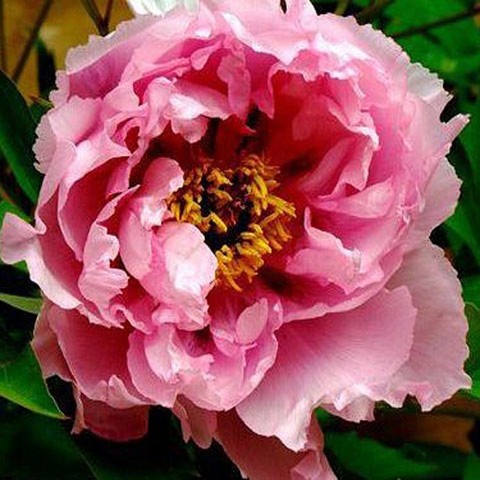 Peony TREE MIX SEEDS 10 PCS ► Photo 1/2