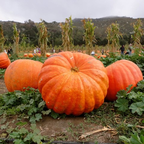100-pound Pumpkin SEEDS 5 PCS ► Photo 1/2