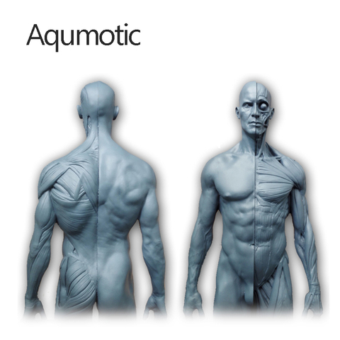 Aqumotic musum-modelo de Maniquí de hueso para decoración, arte anatomico, estructura médica del cuerpo humano para personas, decoración muscular, 1 unidad ► Foto 1/5