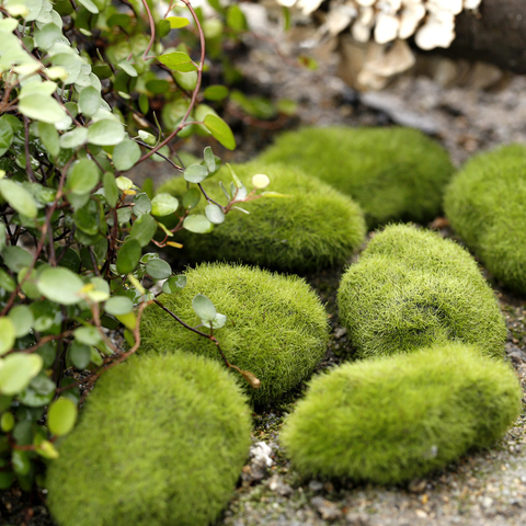 Minipiedras de musgo para granja de hormigas, herramienta de decoración ecológica de nido de hormiga para casa de hormigas, 1 Uds. ► Foto 1/6