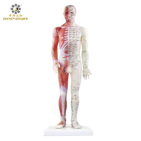 Modelo de puntos de acupuntura y músculo humano para hombre, modelo de puntos de acupuntura, modelo de cuerpo chino para acupuntura, modelo de anatomía muscular ► Foto 1/6
