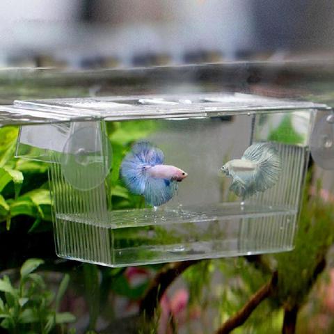 Caja de aislamiento de cría de pecera de acrílico transparente, soporte para incubadora de acuario ► Foto 1/5