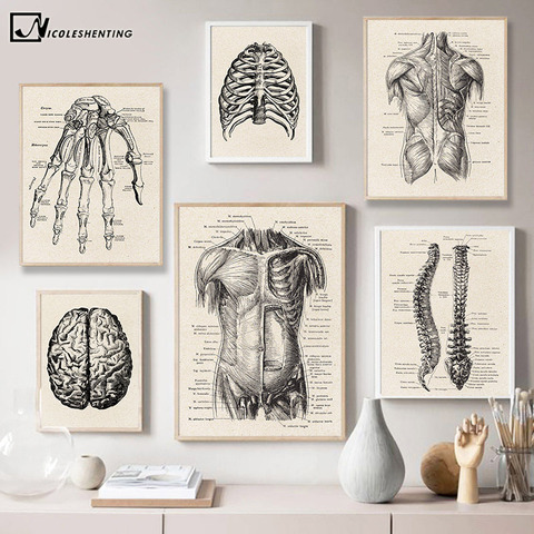 Cuadro de Arte de anatomía humana para pared cuadro médico esqueleto muscular póster Vintage lienzo nórdico estampado pintura educativa decoración moderna ► Foto 1/6