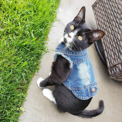 Ropa vaquera para gatos, abrigo de gato a la moda, chaqueta, trajes cálidos, ropa de gatos y mascotas adorables, trajes vaqueros informales para perros, disfraz ► Foto 1/6