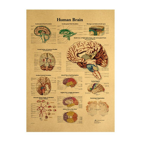 Póster Vintage de decoración de la habitación del cerebro humano, pegatinas médicas, decoración del hogar, arte de pared Retro, pegatinas para la pared de papel Kraft ► Foto 1/5