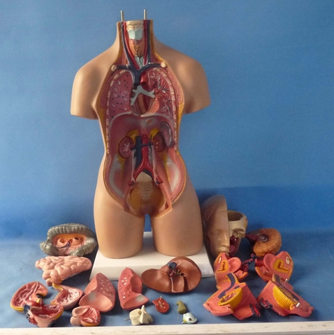 Modelo de Torso humano de 55cm, modelo médico ensamblado, cuerpo anatomico, cuerpo humano, juguetes educativos de Ciencia ► Foto 1/3