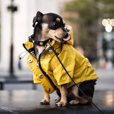 Ropa de perro mascota pequeños perros mediano impermeable chubasquero de cachorro de moda Cool abrigo para perro a prueba de viento atuendo de perros para suministrar ► Foto 1/6