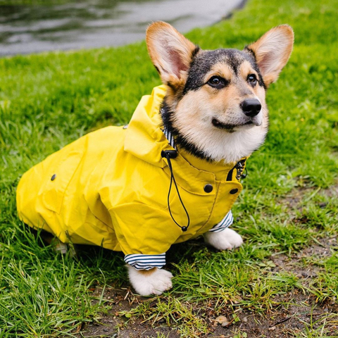 Ropa impermeable para perro mascota, canino, bichón, Schnauzer, Corgi galés, Shiba Inu, Samoyed, abrigo, chaqueta, atuendo ► Foto 1/5