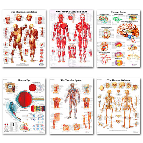Humanos de los músculos anatomía sistema impresión del arte Poster mapa del cuerpo de seda pintura pared imágenes para la Educación Médica Oficina Decoración Para el hogar ► Foto 1/6